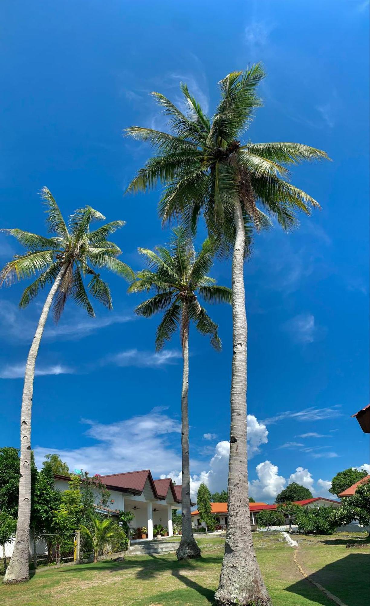 Tauig Beach Resort Moalboal Buitenkant foto